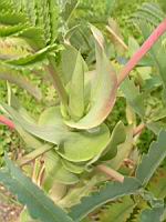 Melianthus - Melianthus major (1) (Photo F. Mrugala)